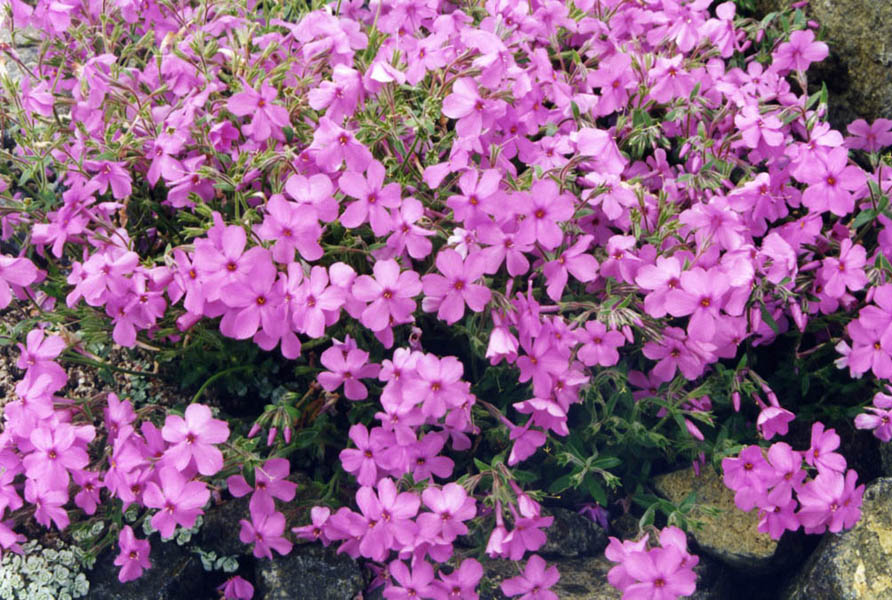 Phlox x procumbens 'Rosea' photo